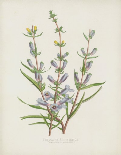 Den Azure Pentstemon, Pentstemon Azureus av English School